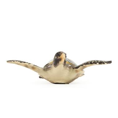 Design Toscano Flat Back Sea Turtle Statue & Reviews | Wayfair
